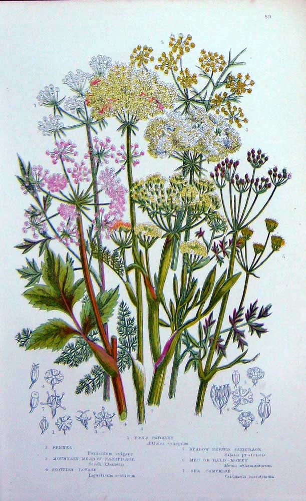 Old Antique Print C1870 Anne Pratt Plants Fennel Saxifrage Camphire Money 19th