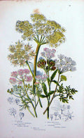 Old Antique Print C1870 Anne Pratt Plants Cow Parsnep Hart-Wort Hemlock 19th