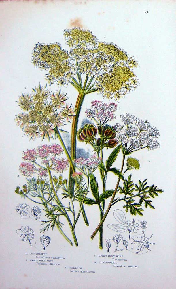 Old Antique Print C1870 Anne Pratt Plants Cow Parsnep Hart-Wort Hemlock 19th