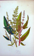 Original Old Antique Print C1870 Anne Pratt Plants Alpine Dock Red Veined Sharp