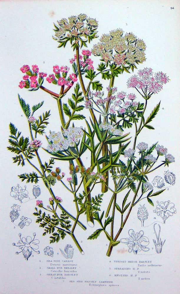 Old Antique Print C1870 Anne Pratt Plants Carrot Parsley Prickly Samphire 19th