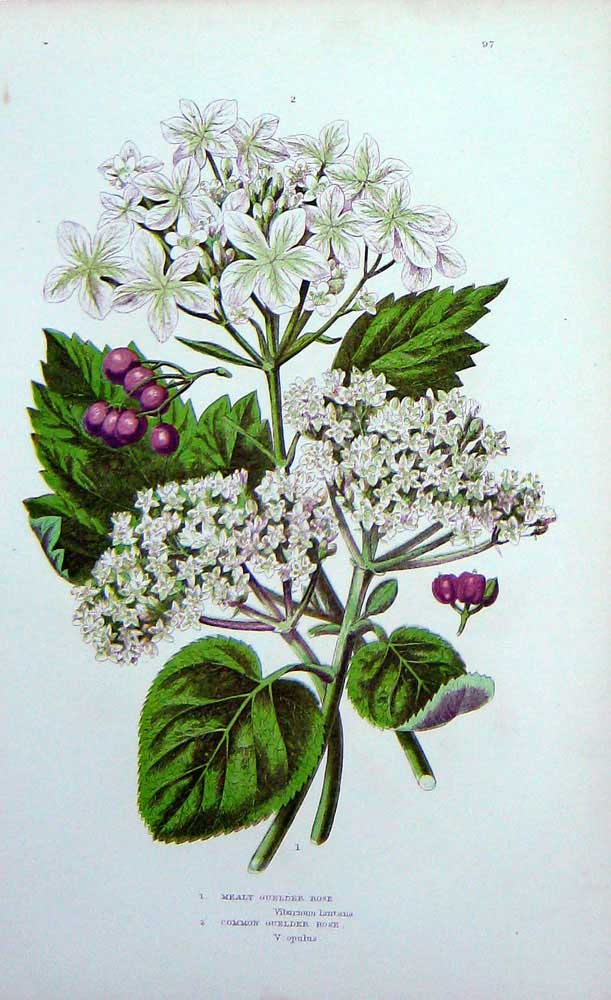 Original Old Antique Print C1870 Anne Pratt Plants Mealy Common Guelder Rose