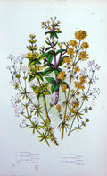 Old Antique Print C1870 Anne Pratt Plants Wild Madder Bedstraw Crosswort 19th