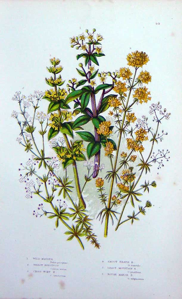 Old Antique Print C1870 Anne Pratt Plants Wild Madder Bedstraw Crosswort 19th