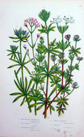 Old Antique Print C1870 Anne Pratt Plants Corn Bed Straw Madder Woodruff 19th