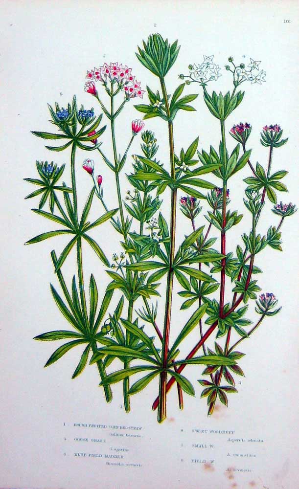 Old Antique Print C1870 Anne Pratt Plants Corn Bed Straw Madder Woodruff 19th