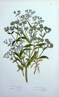 Original Old Antique Print C1870 Anne Pratt Plants Corn Salad Carinated Fruited
