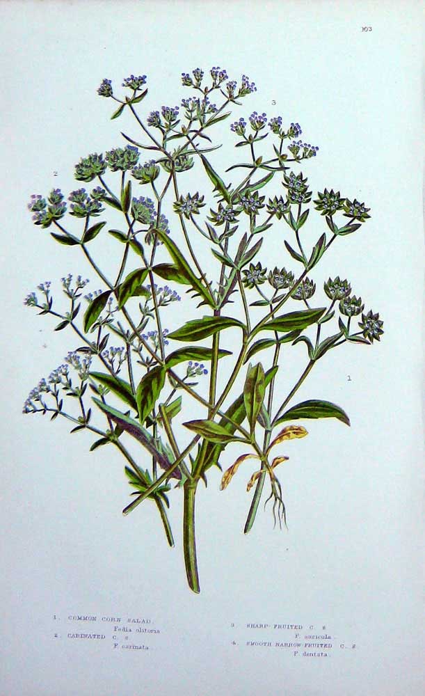 Original Old Antique Print C1870 Anne Pratt Plants Corn Salad Carinated Fruited