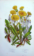 Old Antique Print C1870 Anne Pratt Plants Hawkbit Cats Ear Hairy Thrincia 19th