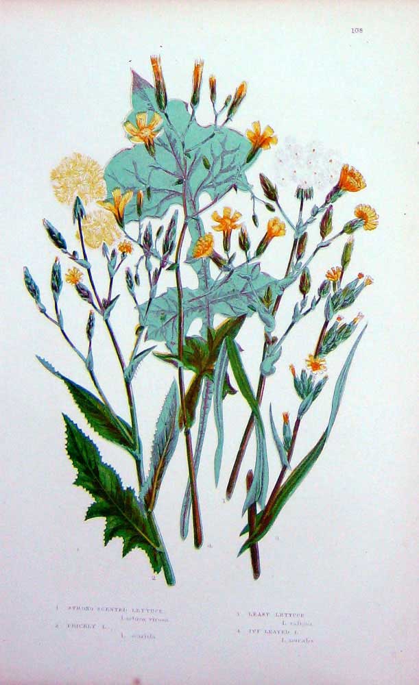 Old Antique Print C1870 Anne Pratt Plants Strong Scented Lettuce Prickly 19th