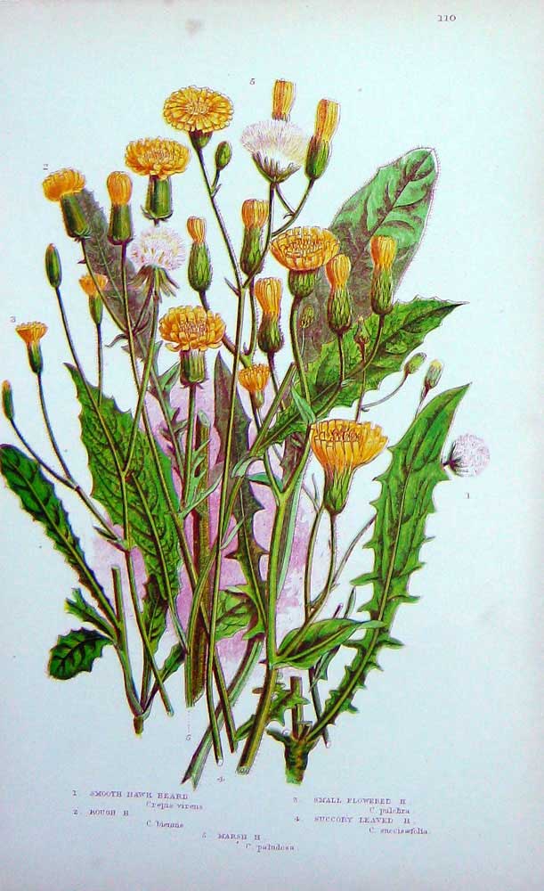 Old Antique Print Hawk Beard Marsh Flowered Rough C1870 Anne Pratt Plants 19th