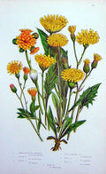 Old Antique Print C1870 Anne Pratt Plants Mouse-Ear Alpine Wall Hawkweed 19th