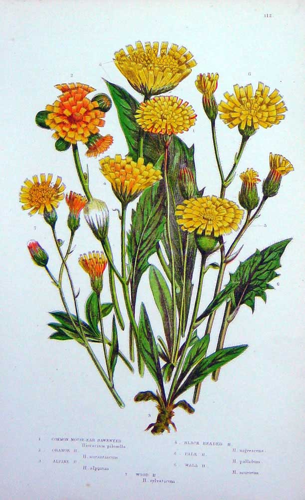 Old Antique Print C1870 Anne Pratt Plants Mouse-Ear Alpine Wall Hawkweed 19th