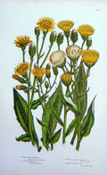 Old Antique Print C1870 Anne Pratt Plants Hawkweed Shrubby-Broad-Leaved 19th