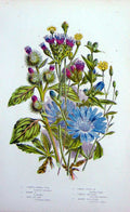 Old Antique Print C1870 Anne Pratt Plant Nipple Saw Wort Succory Burdock 19th