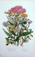 Original Old Antique Print C1870 Anne Pratt Plants Heme Agrimony Gilocks Flax