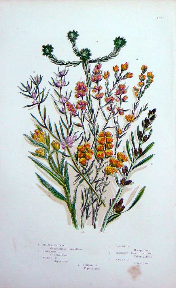 Original Old Antique Print C1870 Anne Pratt Plants Cudweed Dwarf Filago Marsh
