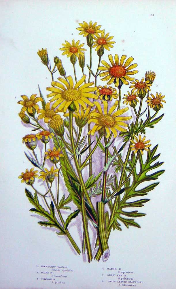 Original Old Antique Print C1870 Anne Pratt Plants Ragwort Groundsel Great Fen