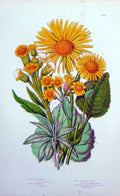 Old Antique Print C1870 Anne Pratt Plants Fleawort Leopards Bane Flowers 19th
