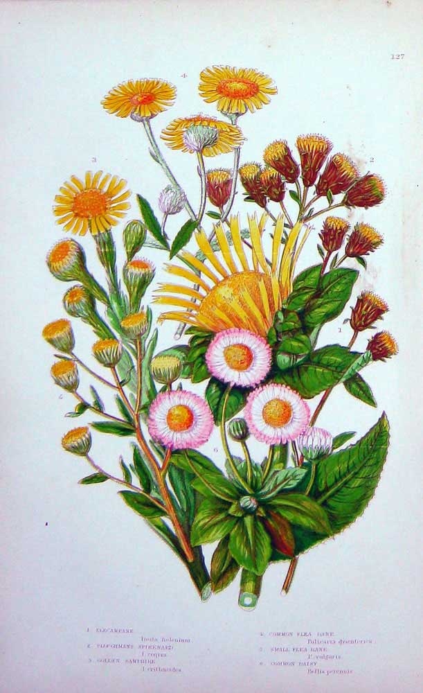 Old Antique Print C1870 Anne Pratt Plants Flea Bane Daisy Samphire Flower 19th