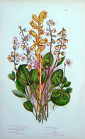 Old Antique Print C1870 Anne Pratt Plant Moneses Yellow Birds Nest Flower 19th