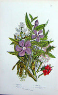 Original Old Antique Print C1870 Anne Pratt Plants Privet Holly Ash Periwinkle