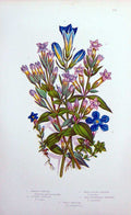 Old Antique Print C1870 Anne Pratt Plants Marsh Gentian Flowered Alpine 19th