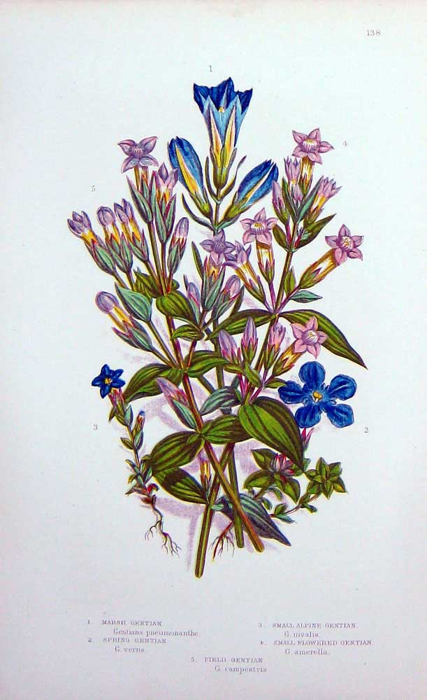 Old Antique Print C1870 Anne Pratt Plants Marsh Gentian Flowered Alpine 19th