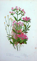 Original Old Antique Print Gentianella Centaury Flowers C1870 Anne Pratt Plants