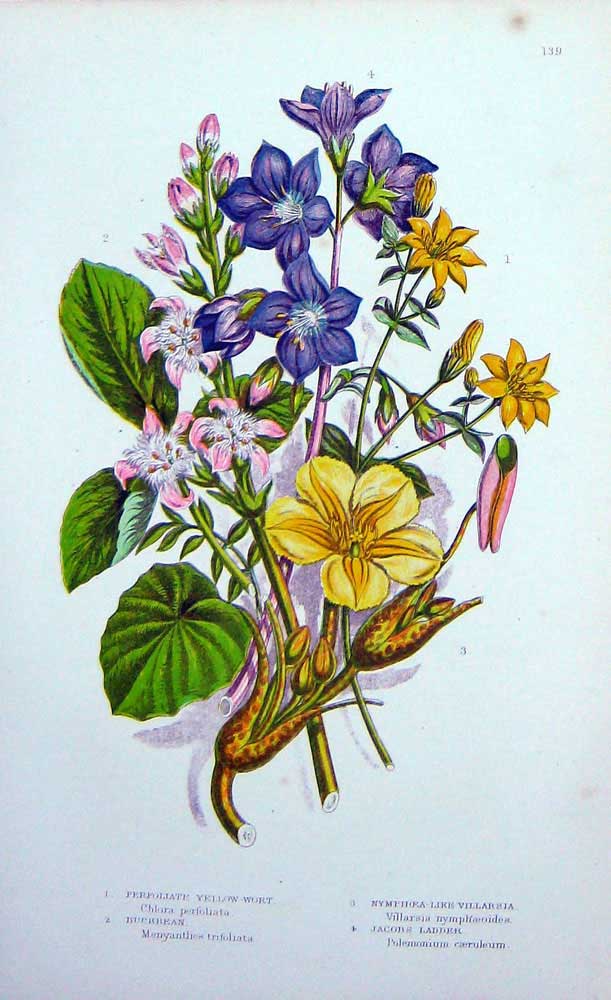 Original Old Antique Print C1870 Anne Pratt Plants Yellow Wort Villarsia Jacobs