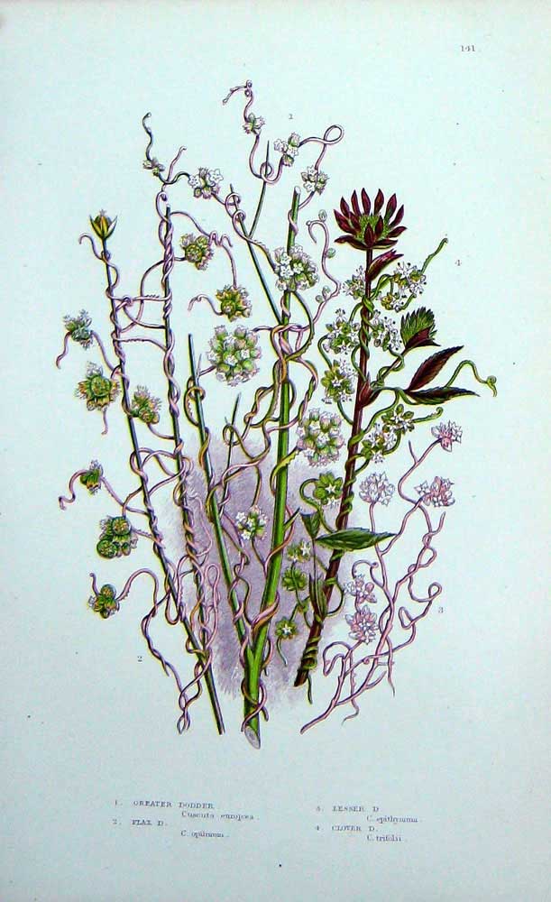 Original Old Antique Print C1870 Anne Pratt Plants Dodder Flax Lesser Clover