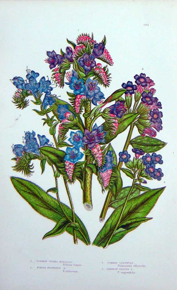 Old Antique Print C1870 Anne Pratt Plants Vipers Burgloss Lungwort Purple 19th