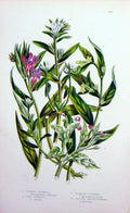 Old Antique Print C1870 Anne Pratt Plants Gromwell Common Corn Creeping 19th