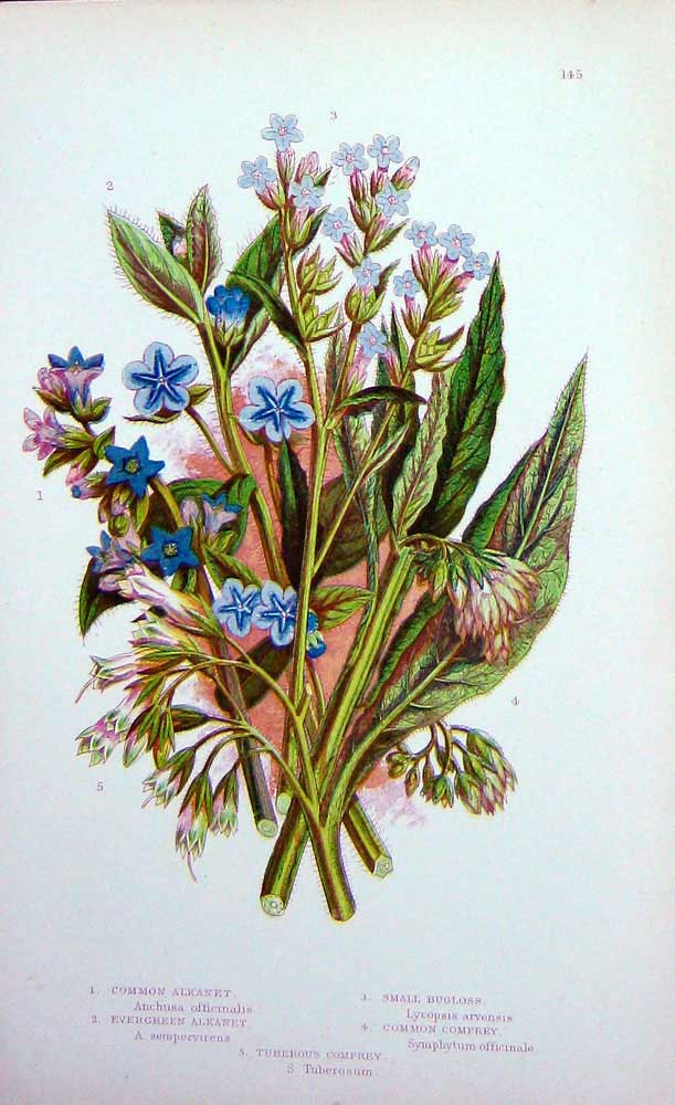 Old Antique Print C1870 Anne Pratt Plants Alkanet Bugloss Comfrey Flowers 19th
