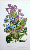 Original Old Antique Print C1870 Anne Pratt Plants Borage Madwort Hounds Tongue