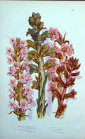 Old Antique Print C1870 Anne Pratt Plants Broom Rape Clove Scented Tall 19th