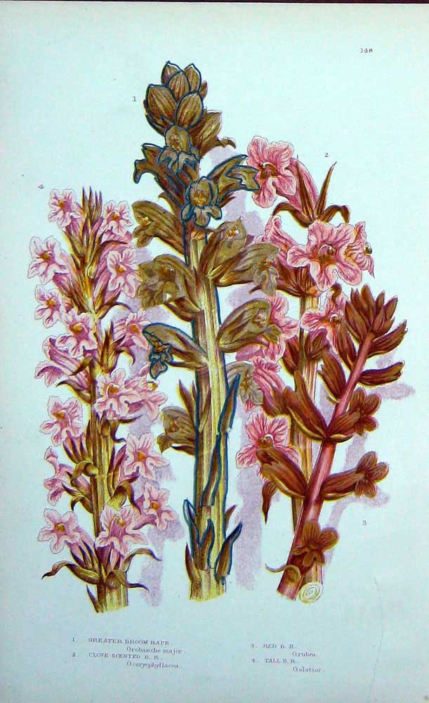 Old Antique Print C1870 Anne Pratt Plants Broom Rape Clove Scented Tall 19th