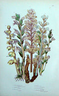 Original Old Antique Print C1870 Anne Pratt Plants Broom Rape Toothwort Ivy