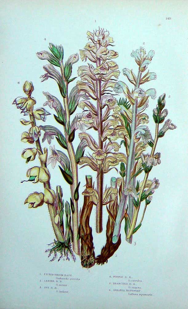 Original Old Antique Print C1870 Anne Pratt Plants Broom Rape Toothwort Ivy