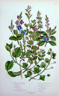 Original Old Antique Print C1870 Anne Pratt Plants Speedwell Germander Vernal