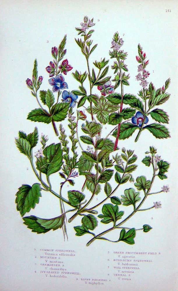 Original Old Antique Print C1870 Anne Pratt Plants Speedwell Germander Vernal