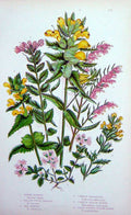 Old Antique Print C1870 Anne Pratt Plants Bartsia Eyebright Yellow Rattle 19th