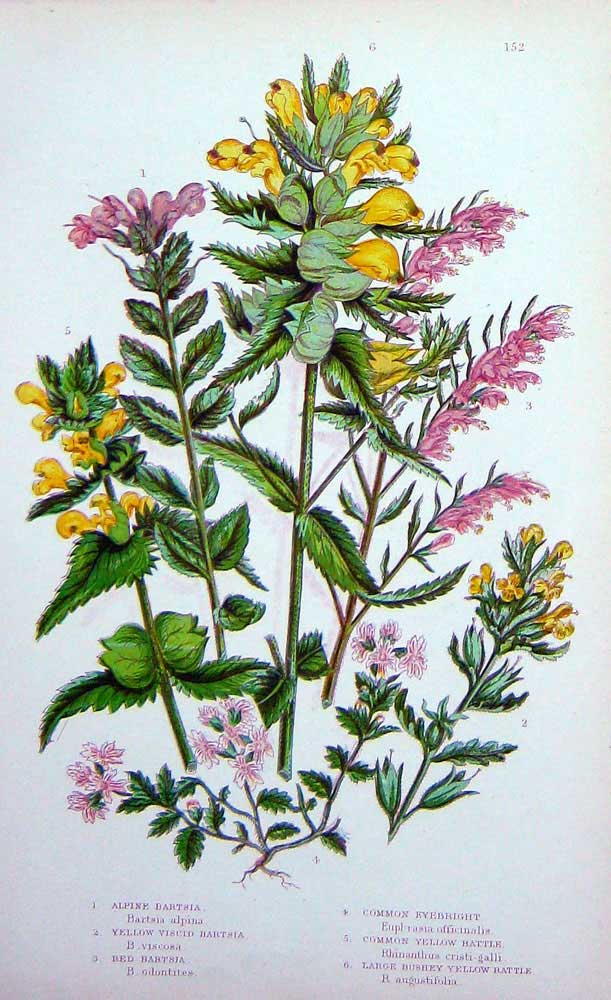 Old Antique Print C1870 Anne Pratt Plants Bartsia Eyebright Yellow Rattle 19th