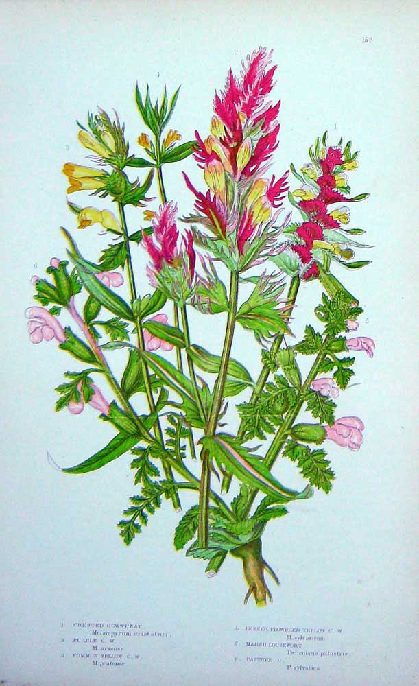 Original Old Antique Print C1870 Anne Pratt Plants Cowwheat Marsh Lousewort