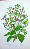 Old Antique Print C1870 Anne Pratt Plants Knotted Figwort Ehrharti Balm 19th