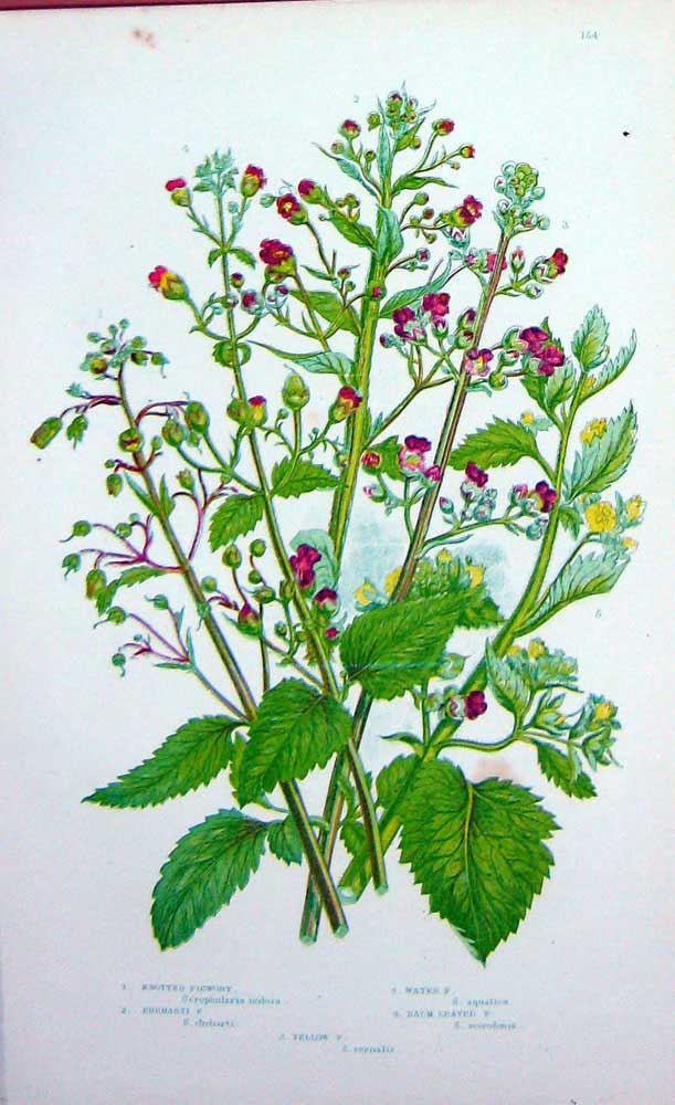 Old Antique Print C1870 Anne Pratt Plants Knotted Figwort Ehrharti Balm 19th