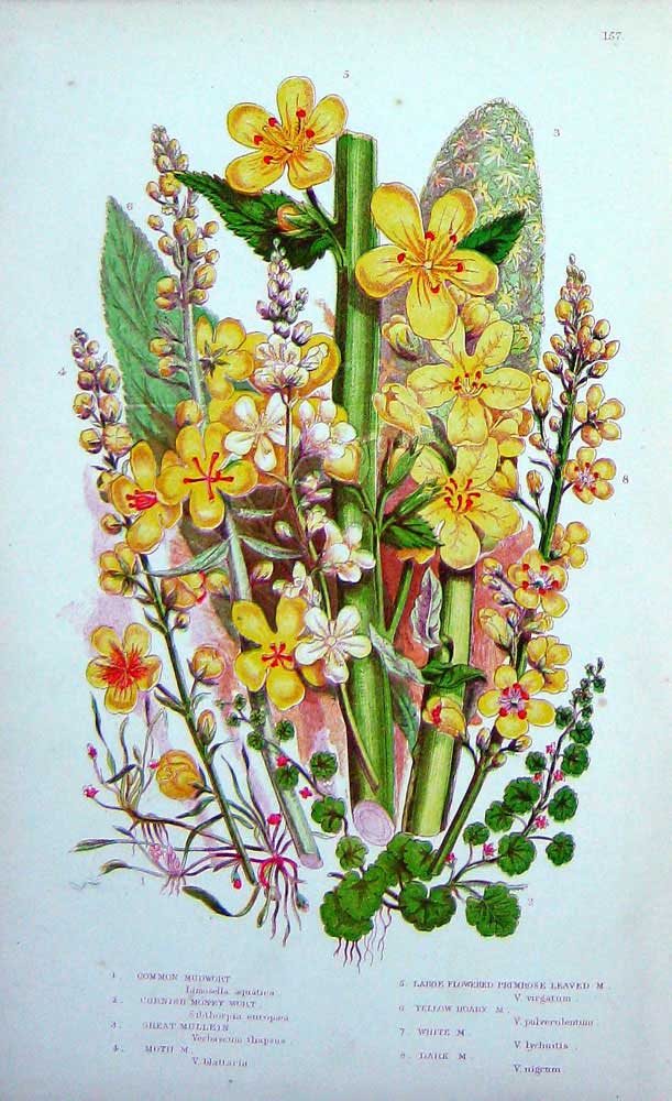 Old Antique Print C1870 Anne Pratt Plants Mudwort Mullein Primrose Moth 19th