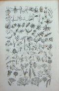 Old Antique Print C1870 Anne Pratt Plants Root Vegetables Leaves Flowers 19th