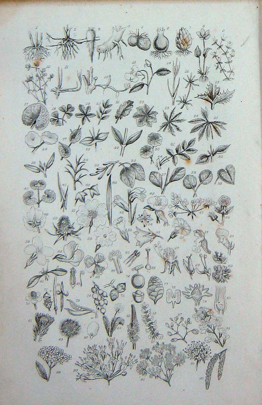 Old Antique Print C1870 Anne Pratt Plants Root Vegetables Leaves Flowers 19th