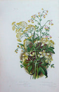 Original Old Antique Print C1870 Anne Pratt Plants Meadow Rue Traveller'S Joy